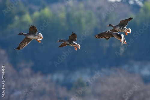 北からの冬の渡り鳥マガンの群れの飛翔