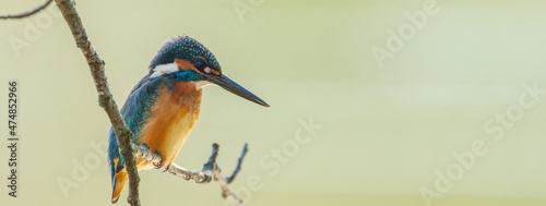 Female common kingfisher perching image with copy space.