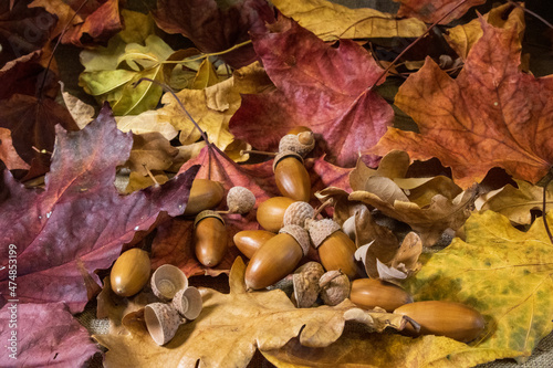 Acorns lying on yellow and red leaves