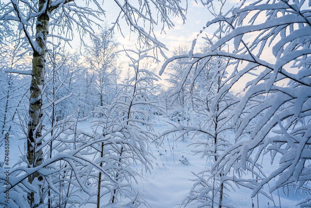 custom made wallpaper toronto digitalsnowed winter forest russia birches and trees