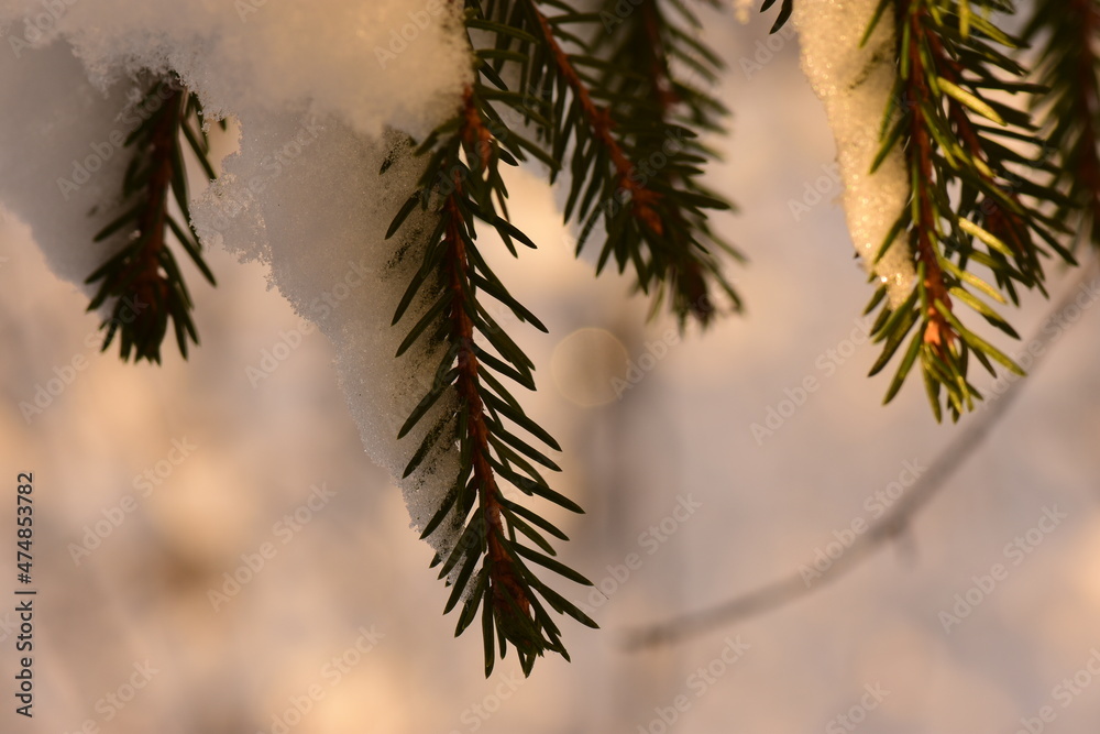 Winter background snowy spruce twigs in the morning sunlight