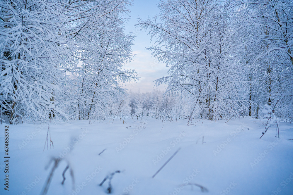 Fototapeta premium snowed winter forest russia birches and trees