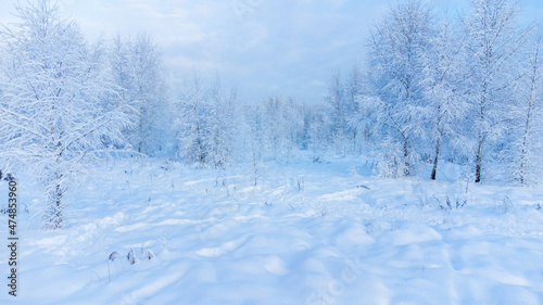 snowed winter forest russia birches and trees