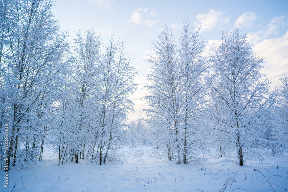 snowed winter forest russia birches and trees