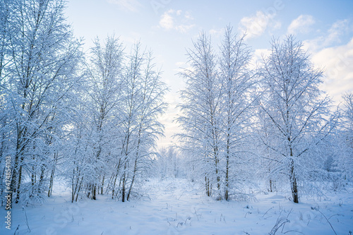 snowed winter forest russia birches and trees © Serge