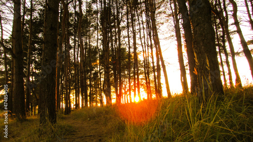 Autumn forest from inside with a glare from the sun