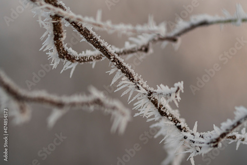 Ein Zweig im Winter mit Raureif