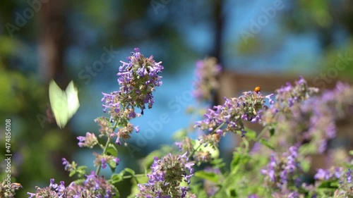 Close-up of common brimstone butterflies on Echium vulgare flowers photo