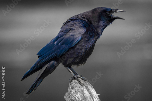 Portrait of an American Crow cawing on a fence, British Columbia, Canada photo