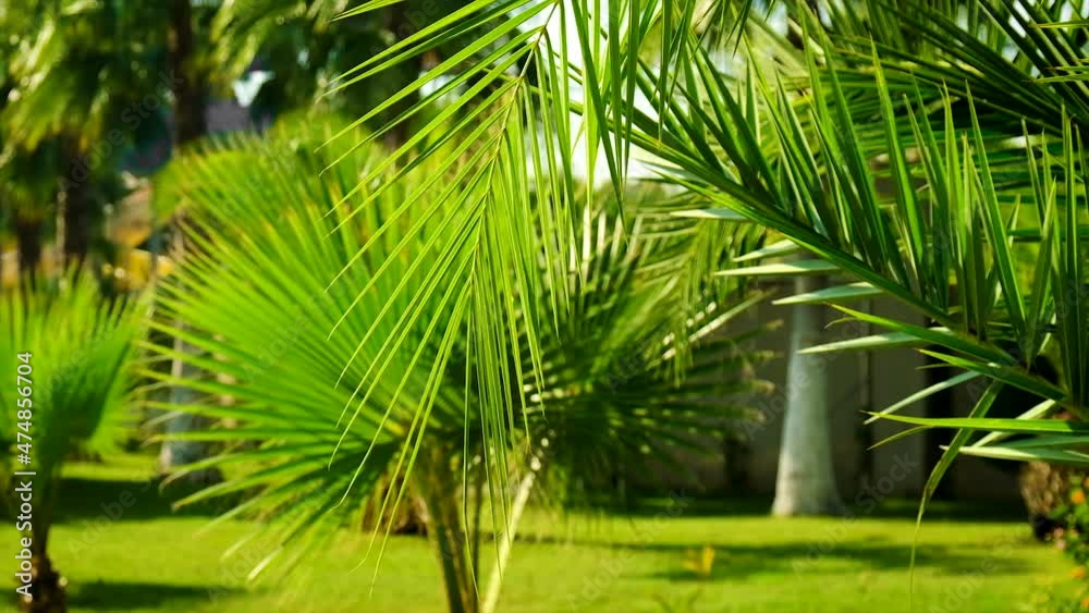 Palm leaves against the sky. Selective focus. Palm leaves against the sky. Selective focus.