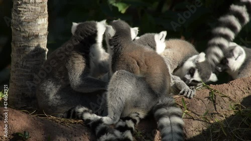 Ringtail lemur group - Lemur catta photo