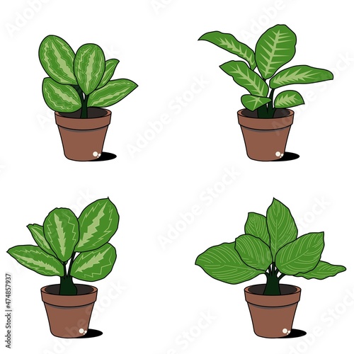 Calathea cynthia plant vector illustration, modern design with contemporary colors