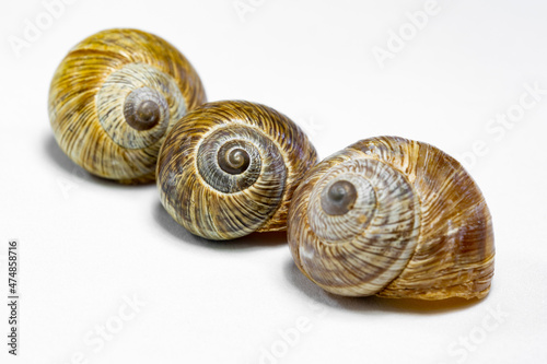 Selective focus of three snail shells on isolated white background. The fractal center of the middle one of the snail shells is in selective focus.