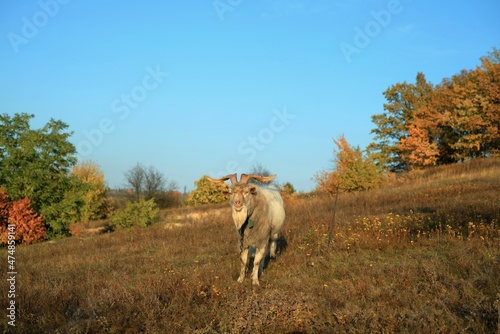 Fototapeta Naklejka Na Ścianę i Meble -  Goat on the field in Ukraine; autumn landscape
