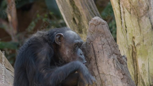 Chimpanzee talking and gesturing- Pan troglodytes photo