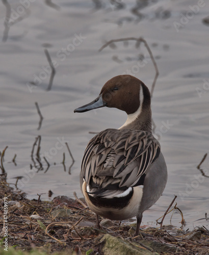 Northern pintail, Anas acuta