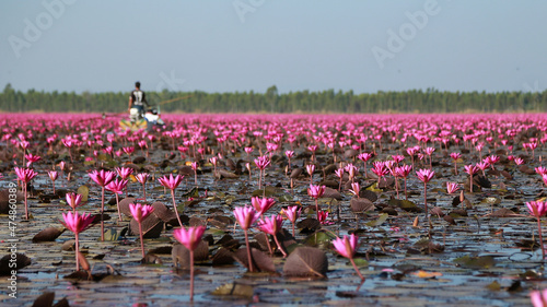 Beautiful red lotus flowers in Bueng Boraphet, Nakhon Sawan Province. photo