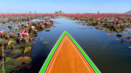 Beautiful red lotus flowers in Bueng Boraphet, Nakhon Sawan Province. photo