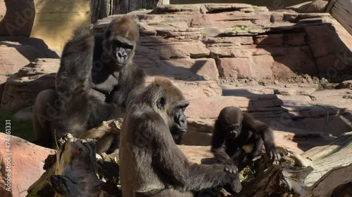 Gorilla family in a natural park - Western lowland gorilla photo