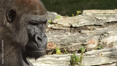 Gorilla in a natural park a sunny day photo