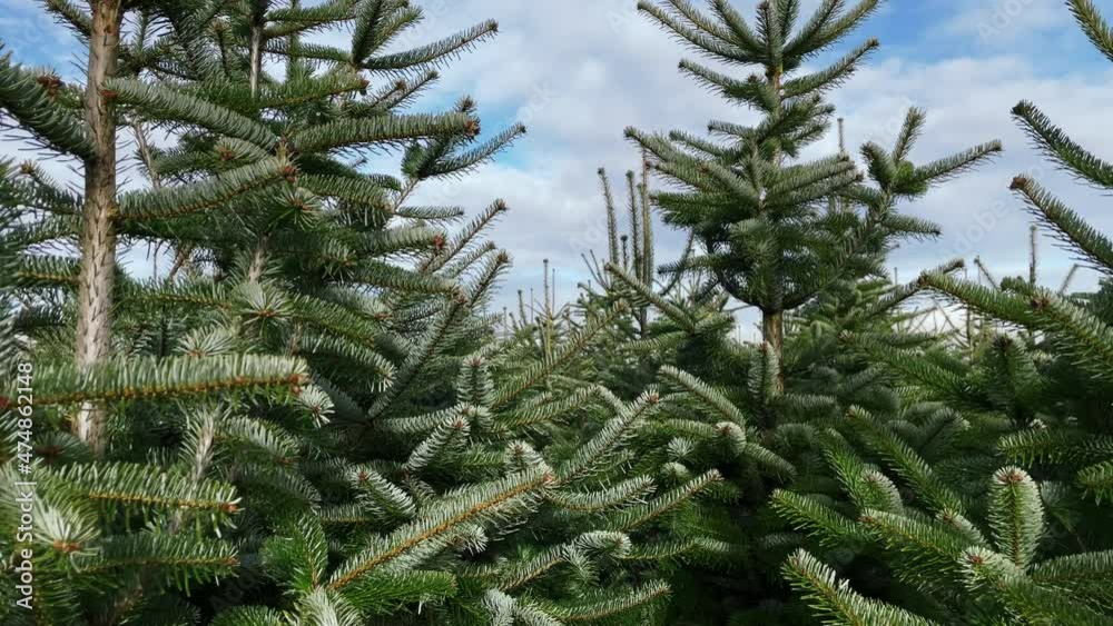 Walkthrough of a thick growth of Christmas trees with a slight frost.