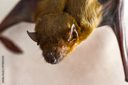 Brown bat sleeping upside down close-up