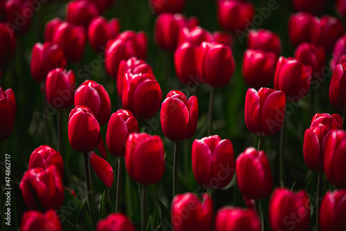 Red Tulips in Season