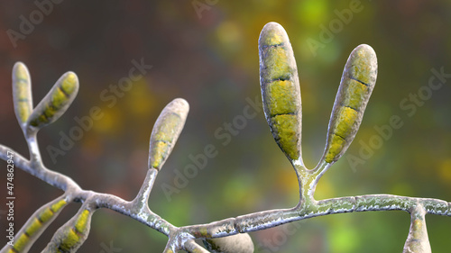 Microscopic fungi Epidermophyton floccosum, scientific illustration photo