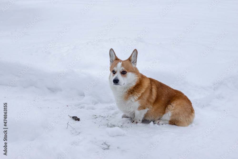 A red-haired corgi dog sits on the snow next to a mouse caught by her, a furry hunter A red-haired corgi dog sits on the snow next to a mouse caught by her, a furry hunter
