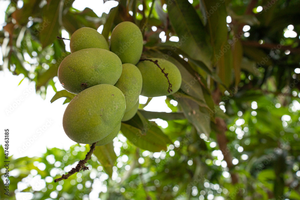 A bunch of young mango fruits hanging from the tree. Selective focus points. Blurred background A bunch of young mango fruits hanging from the tree. Selective focus points. Blurred background