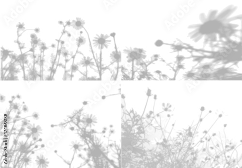 4 Summer backgrounds from the shade of chamomile flowers and field grass on a white wall. White and black for photo or mockup