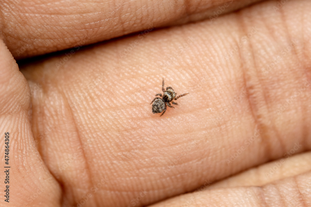 Jumping spider, Pellenes himalaya Caleb, Sajan & Kumar, 2018, Satara, Maharashtra, India Jumping spider, Pellenes himalaya Caleb, Sajan & Kumar, 2018, Satara, Maharashtra, India