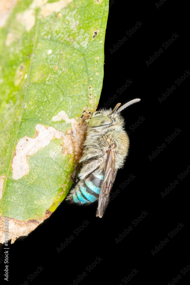 Lateral of Blue banded bee, Amegilla cingulata, Satara, Maharashtra, India