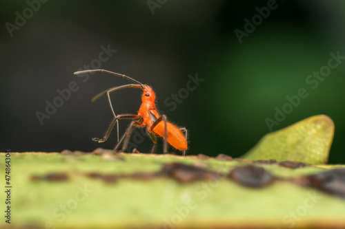 Lateral of Milkweed bug nymph, Spilostethus pandurus, Satara, Maharashtra, India photo