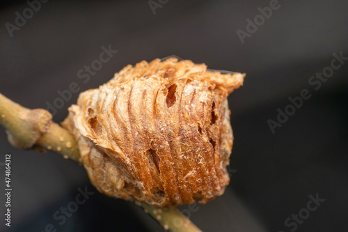 Mantis ootheca, Hierodula ventralis, Satara,Maharashtra, India