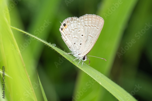 Oriental gram blue butterfly, Euchrysops cnejus, Pune, Maharashtra, India photo