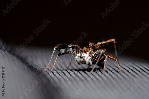 Jumping spider, Portia fimbriata, Salticidae, Satara, Maharashtra, India photo