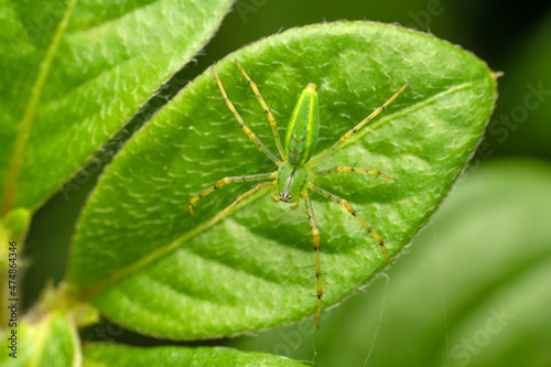 Green lynx spider, Peucetia viridans,, Satara, Maharashtra, India