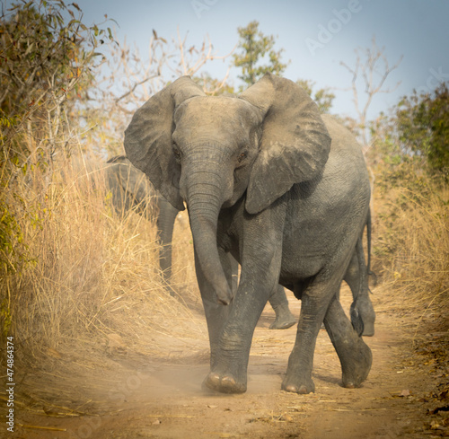 Eléphant dans la réserve de Nazinga 