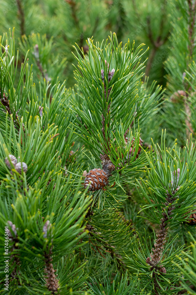 Dwarf mountain pine, pinus mugo 'Mops' with cones growing on them. It's an evergreen dwarf conifer. Dwarf mountain pine, pinus mugo 'Mops' with cones growing on them. It's an evergreen dwarf conifer.