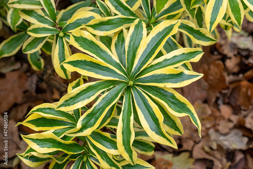 Variegated Winter Daphne. A delightful small evergreen shrub, glossy green leaves, bright yellow borders. Daphne odora, Mae-jima variety. selective focus. photo