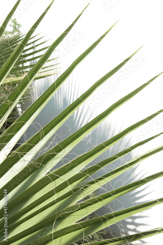 Tranquil minimalistic background of palm leaves on the light of the sun. Light   Airy