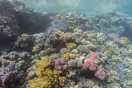 Colorful coral reef, bottom view. Underwater landscape.