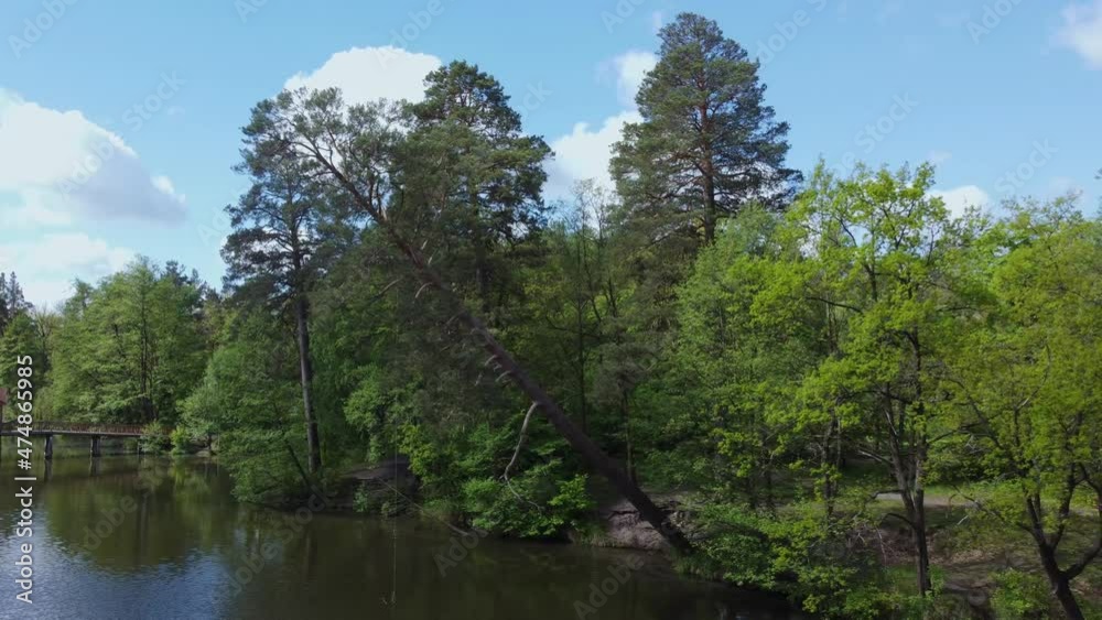 Lake shore with pine tilted over the water, aerial view