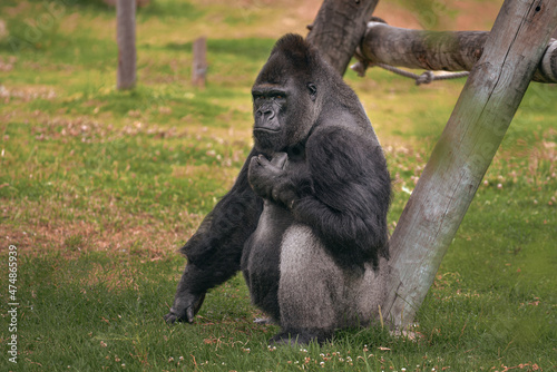 Фототапет Full body portrait of gorilla in a wildlife, silverback gorilla sitting on the g