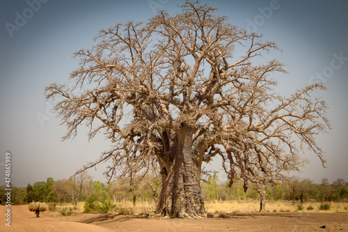 Baobab au Burkina Faso