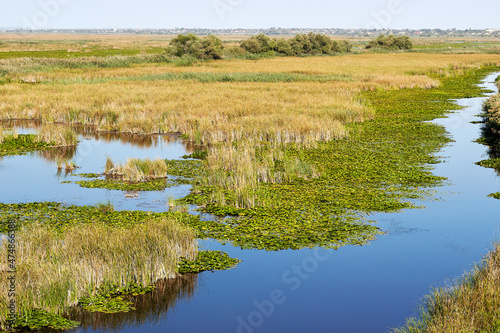 View from above on green leaves of lilies and reeds (bulrush) covered surface of lake
