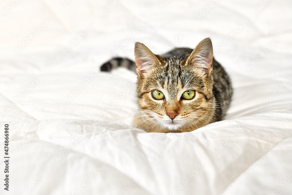 Cute tabby cat lying down on white blanket on the bed. Funny home pet. Concept of relaxing and cozy wellbeing. Sweet dream. Cute tabby cat lying down on white blanket on the bed. Funny home pet. Concept of relaxing and cozy wellbeing. Sweet dream.
