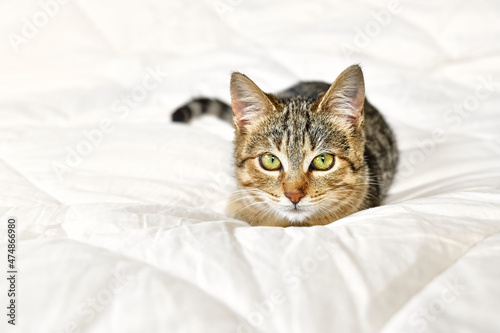 Cute tabby cat lying down on white blanket on the bed. Funny home pet. Concept of relaxing and cozy wellbeing. Sweet dream.