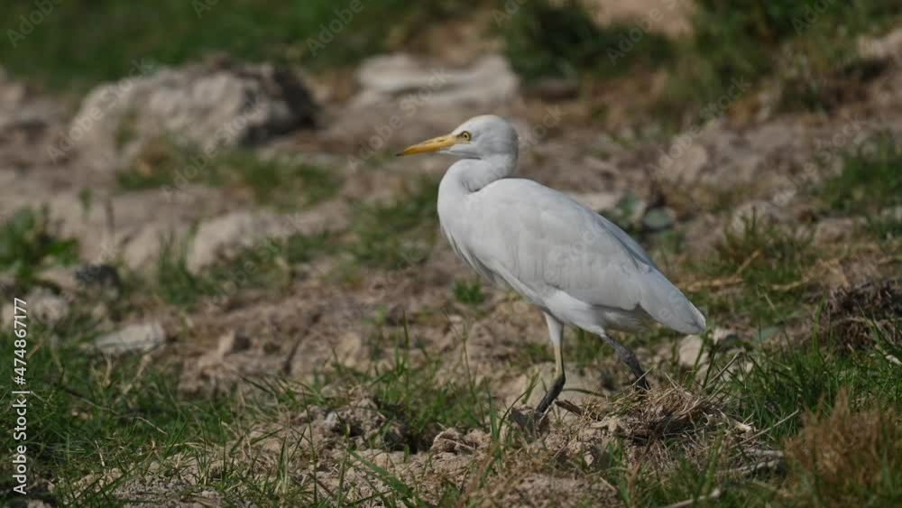 Cattle egret wandering around the grass marsh land for food in Bahrain Cattle egret wandering around the grass marsh land for food in Bahrain